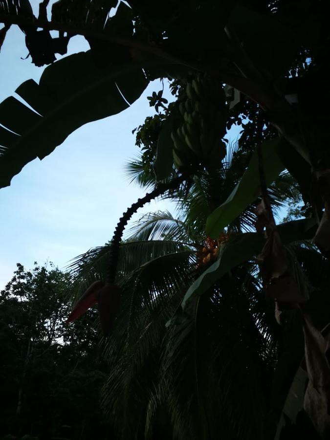 Casita Amarilla Villa Cahuita Kültér fotó